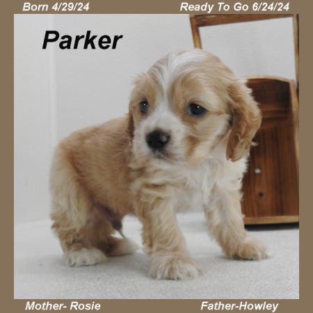 puppy, for, sale, Cocker Spaniel, Joe & Cherri  Overlease, dog, breeder, Miller, MO, dog-breeder, puppy-for-sale, forsale, nearby, find, puppyfind, locator, puppylocator, aca